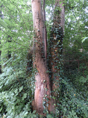 Forêts et sous-bois (Luzarches)